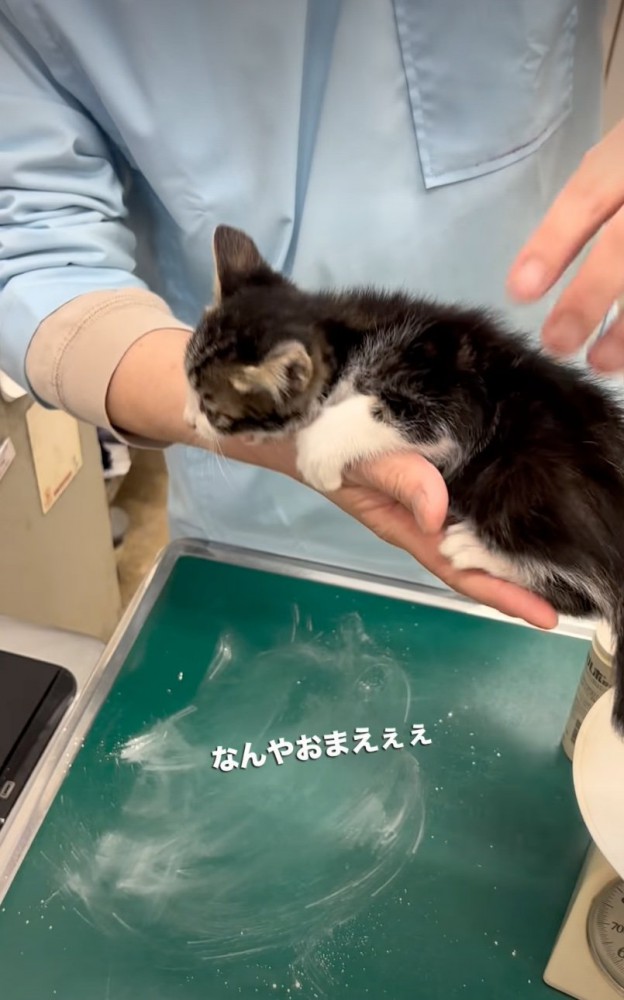 手の中に抱かれる子猫