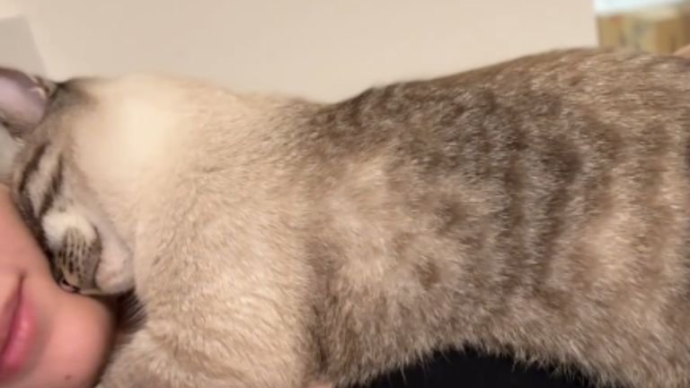 女性に添い寝する猫