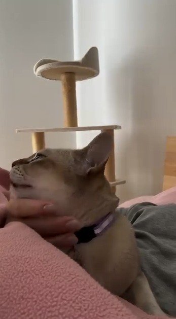 飼い主にアゴを撫でられて、目を細める猫
