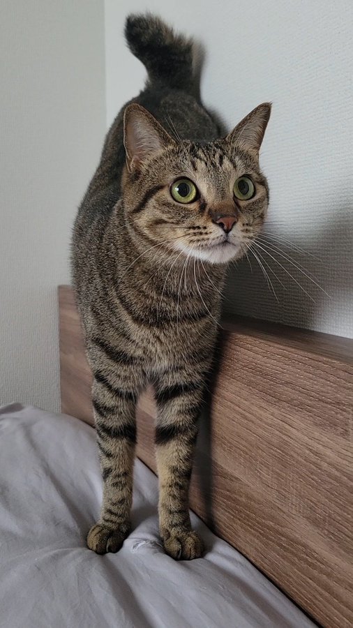 キジトラのおこめくん