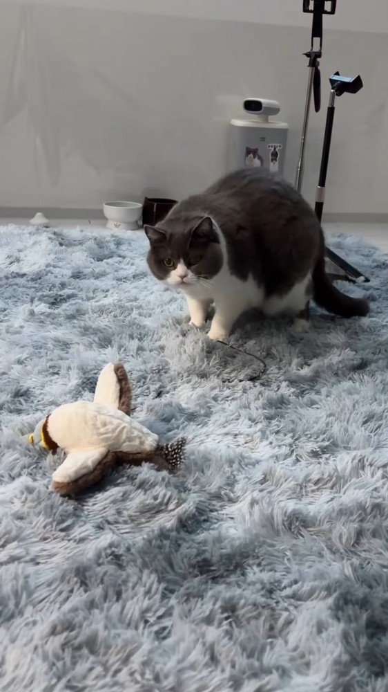 声をあげる飼い主の方を向く猫