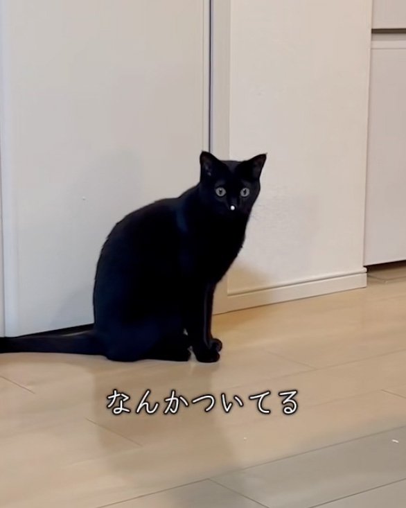 見開く猫