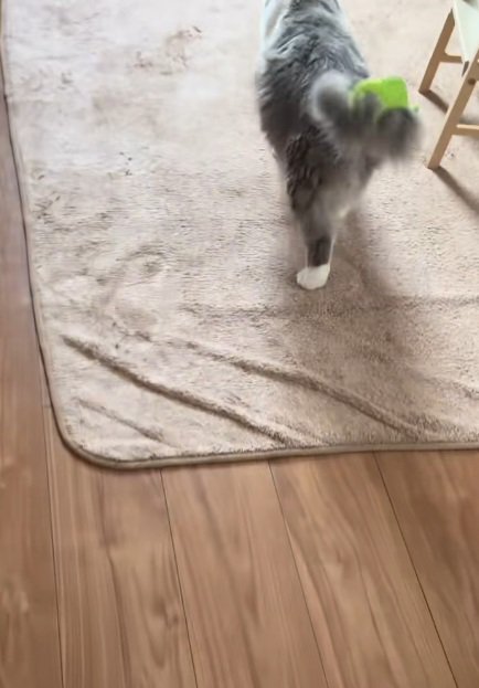 ぬいぐるみがくっついている猫のしっぽ