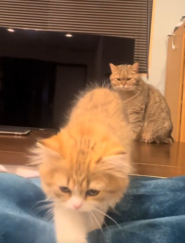 歩いて来る猫