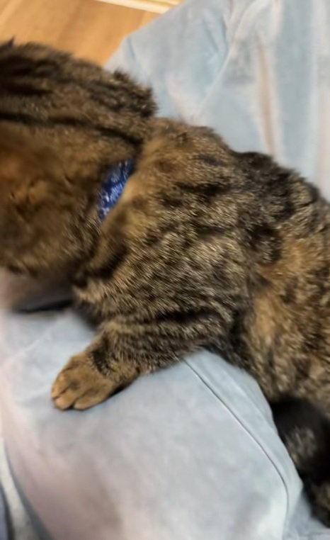 クッションから出られたマンチカン