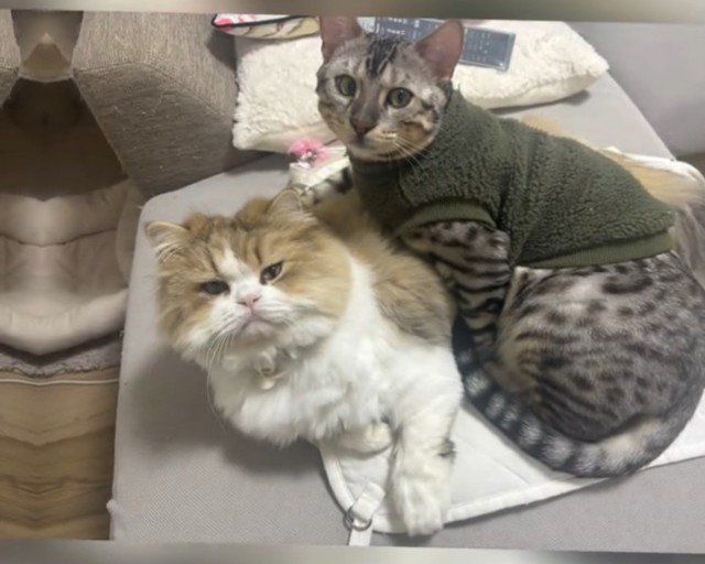 くっつく2匹の猫