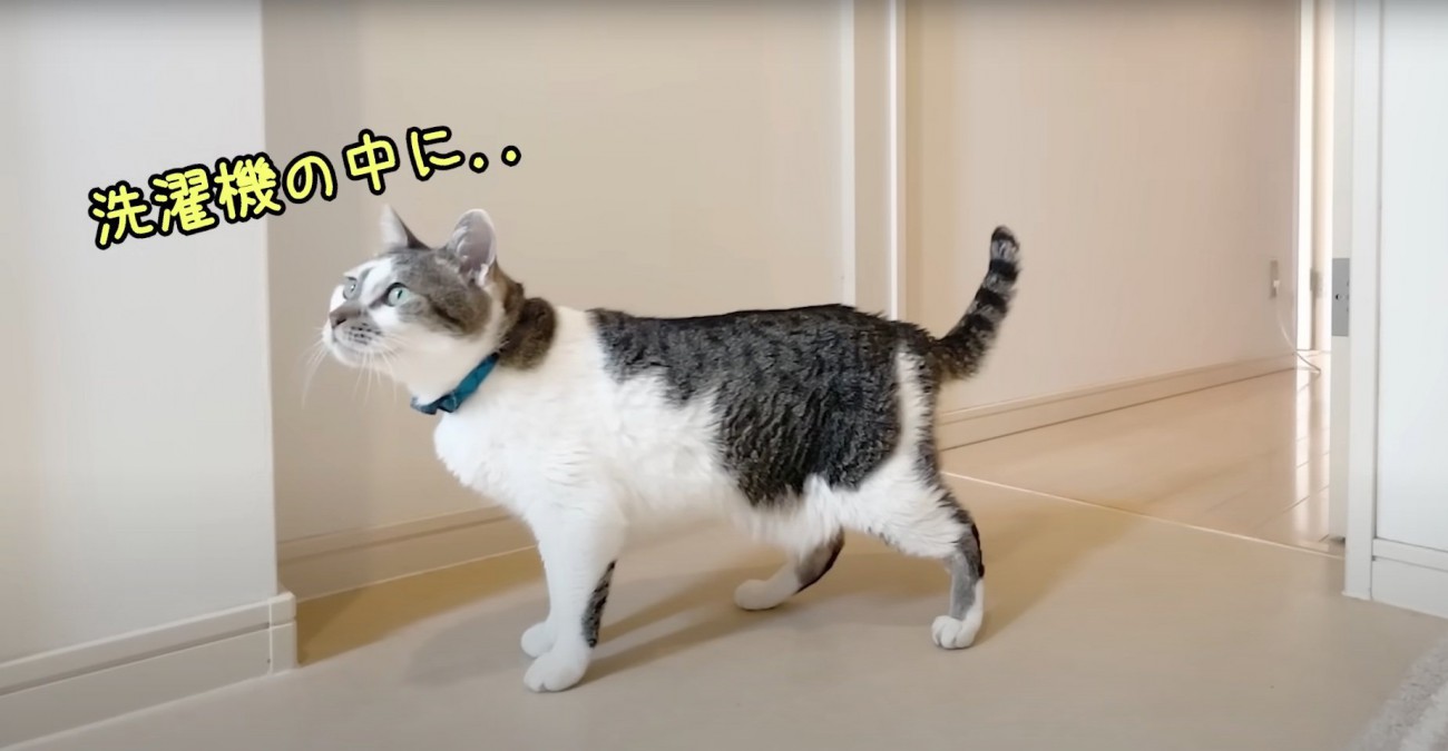 洗濯機を見るささみくん