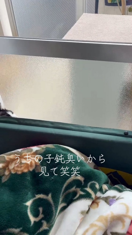 隙間から出ようとする猫さん