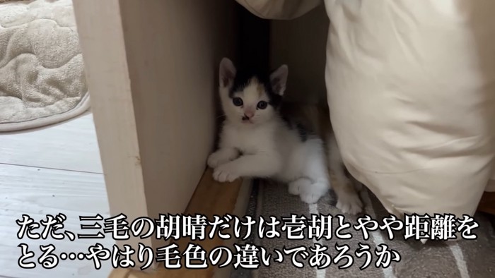 三毛の子猫