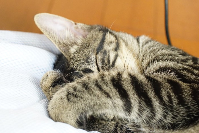 眩しい寝中のキジトラ