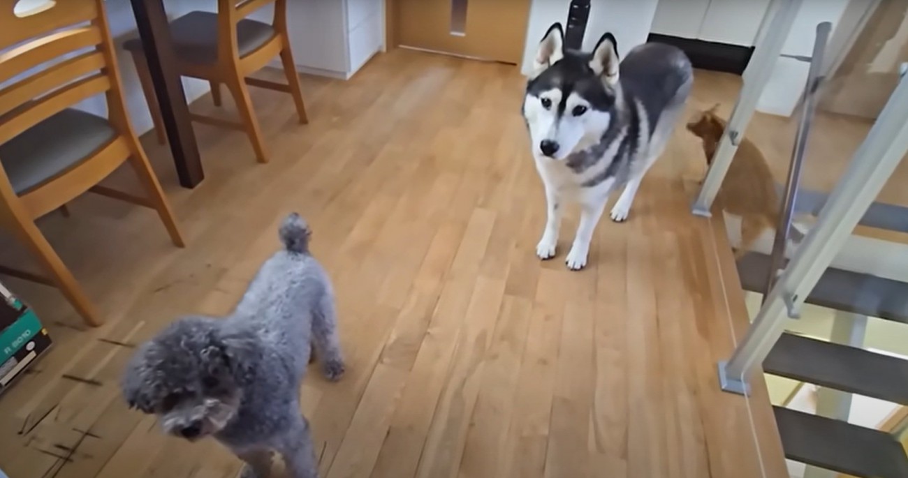 犬2匹と子猫