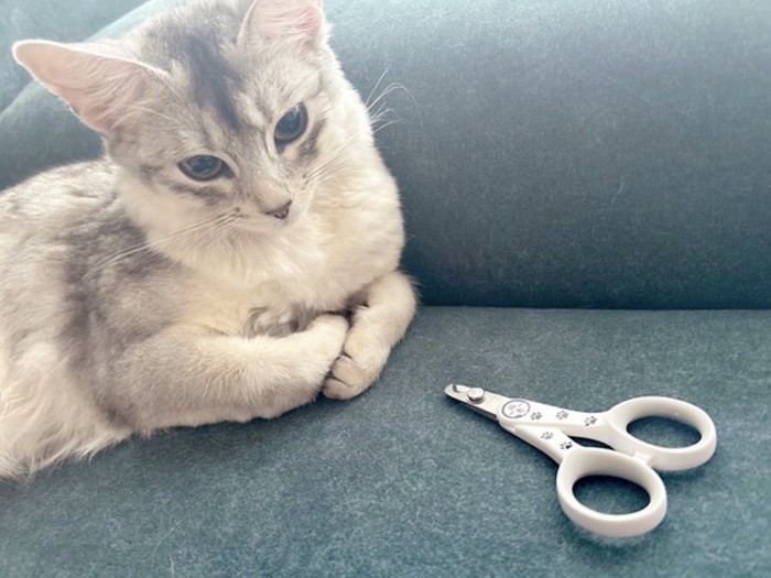 爪切りの前に座る猫
