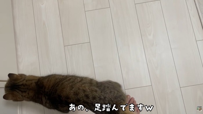 テロップ「あの、足踏んでます」