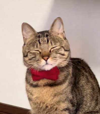 目を細める猫