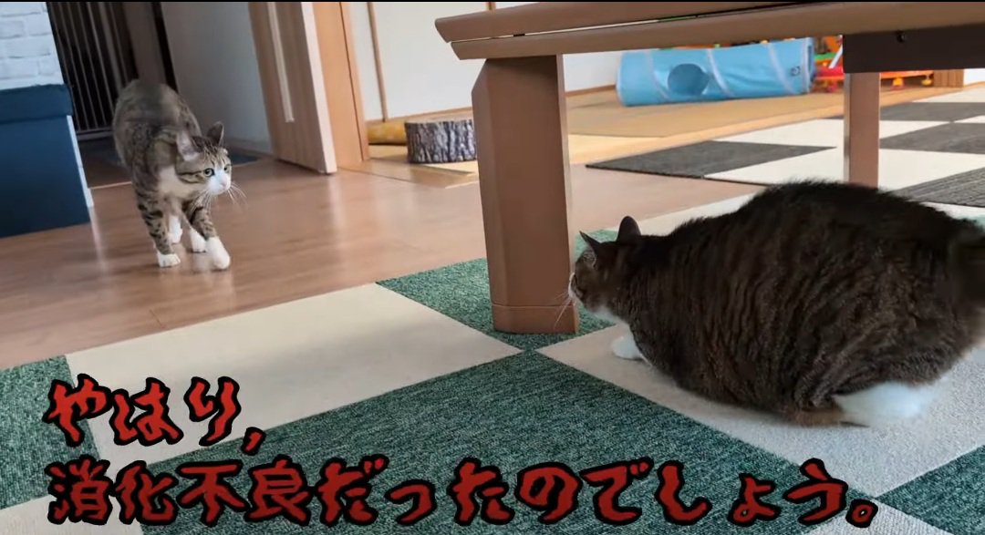 向かい合う猫