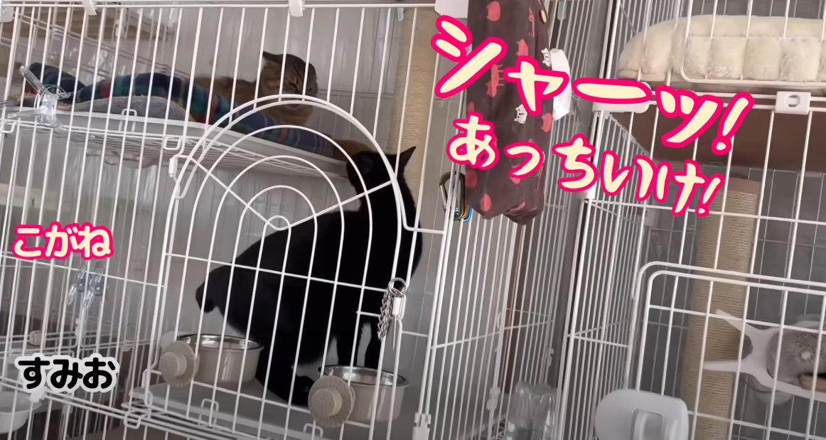 ケージの天板の上にいる猫に近づく黒猫