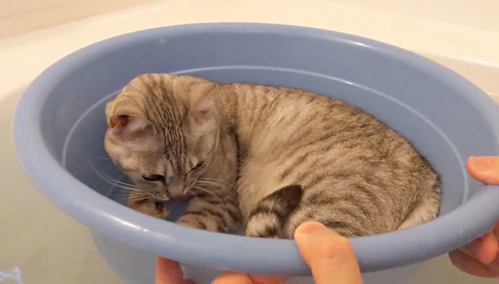 ひとりで桶に収まるマロちゃん