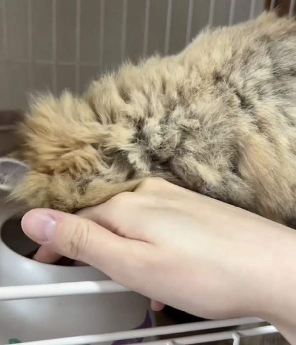 もぐもぐ食べる猫