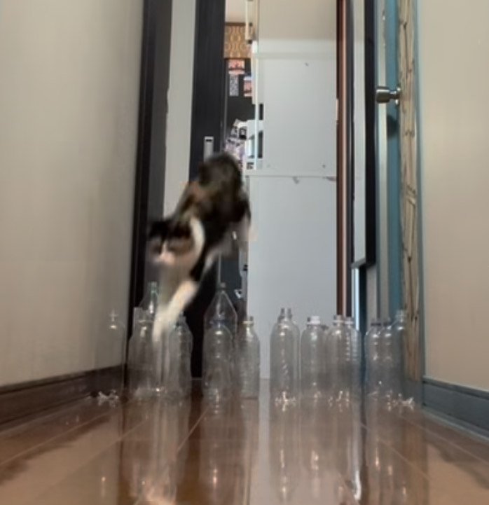 ジャンプする三毛猫