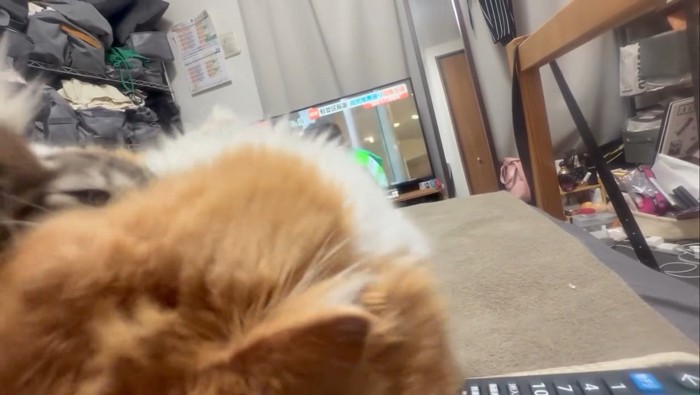 成猫の体の間から見える子猫の顔