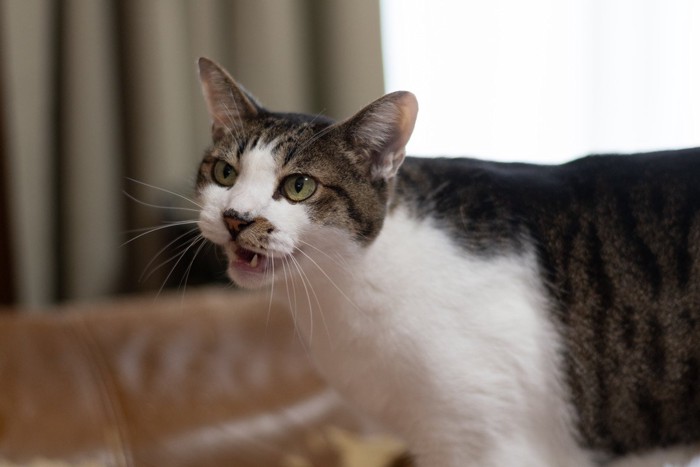 飼い主に向かって鳴く猫