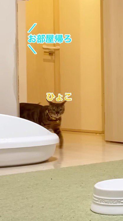 ドアをくぐって猫部屋に入ってくる黄色い首輪を着けた猫