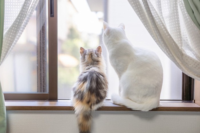 並んで窓の外を眺める猫たち