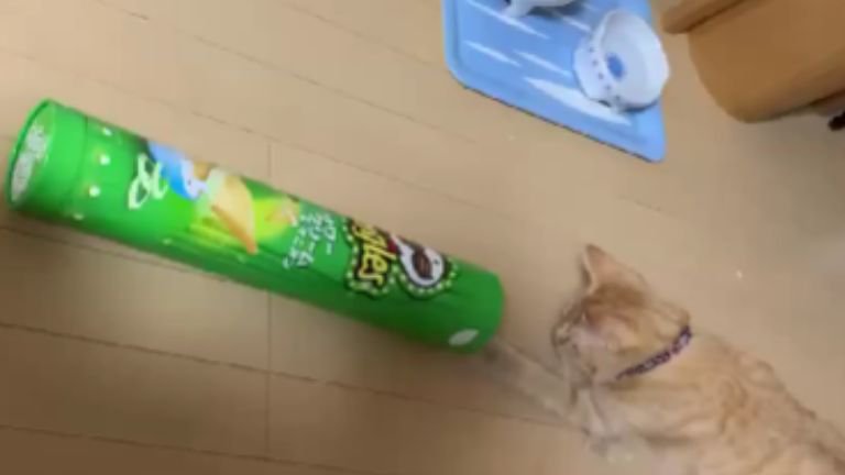 ポテトチップスの筒で遊ぶ猫