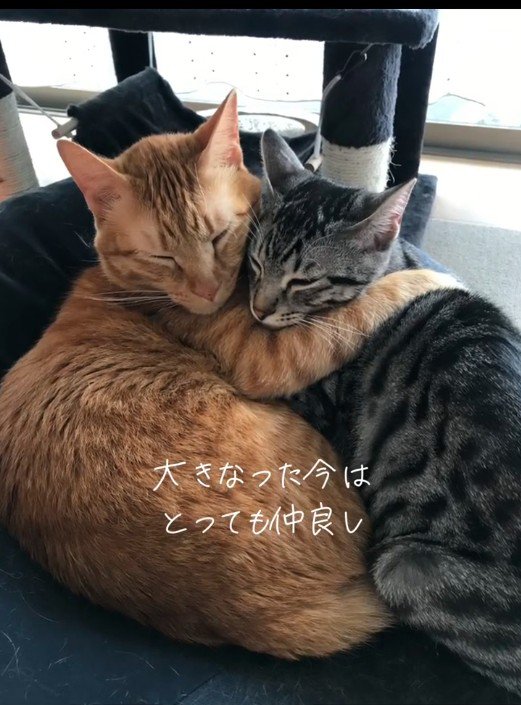 ベッドで一緒に寝ている猫たち