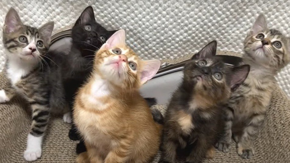 5匹の子猫