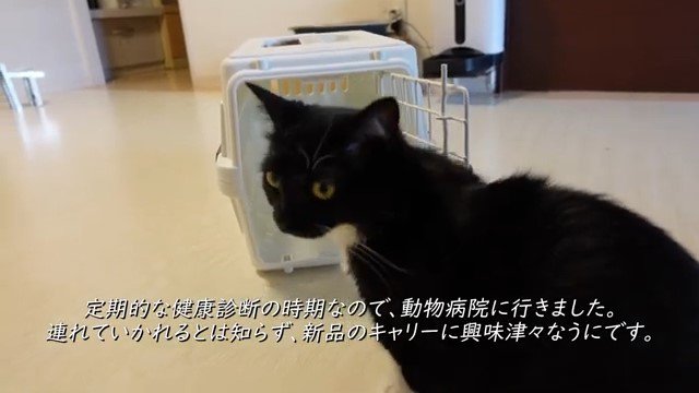 キャリーバッグの前で振り返る猫