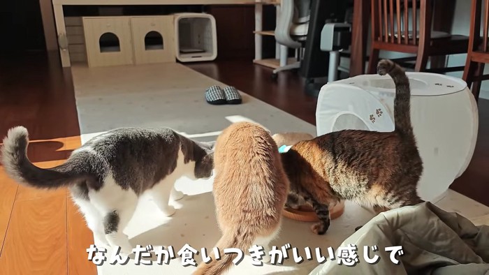 いつものおやつは人気