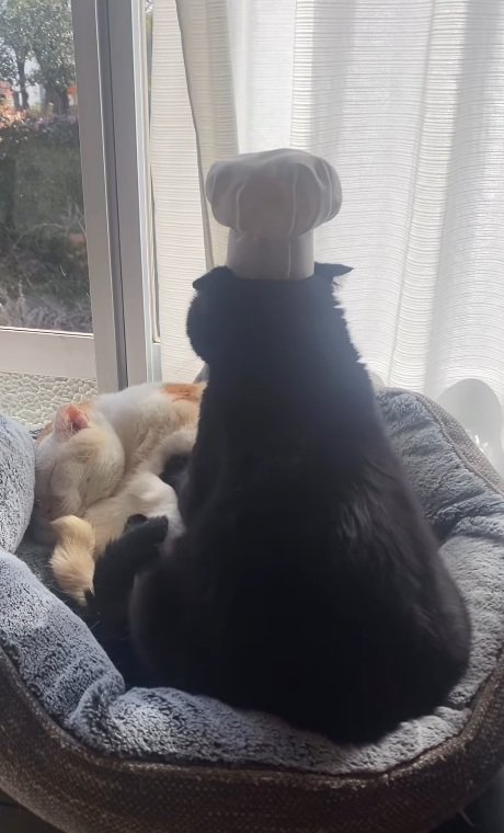 後ろ姿の小鉄くん