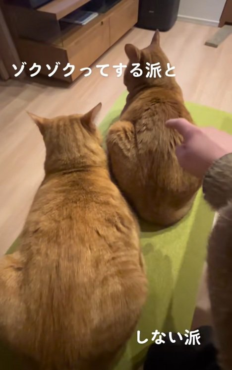 右側の猫の背中をつつこうとする