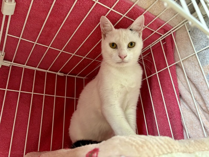 カメラ目線の猫