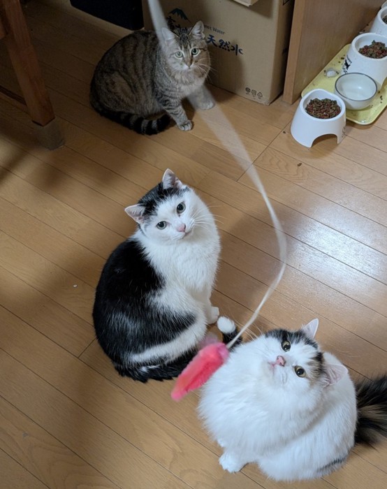 3匹の猫