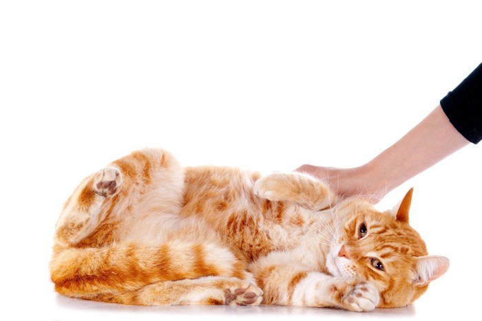 寝転がってなでられる茶トラ猫