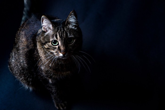 暗がりに佇む猫