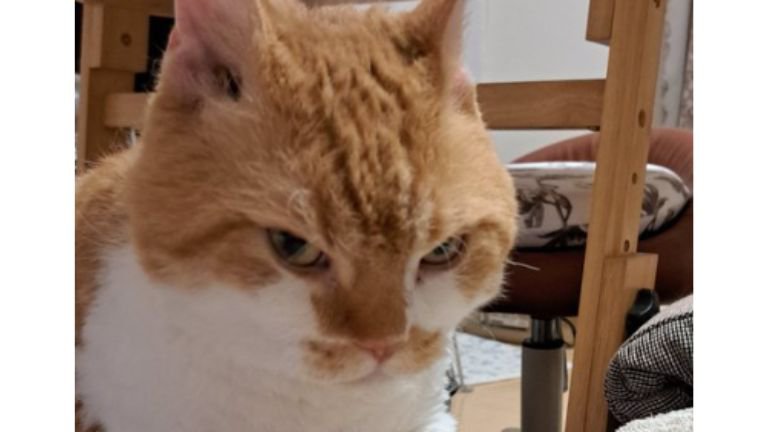 ふみふみしていた猫