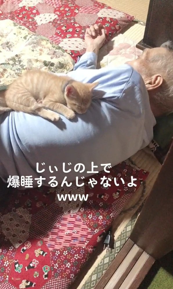 寝ている子猫