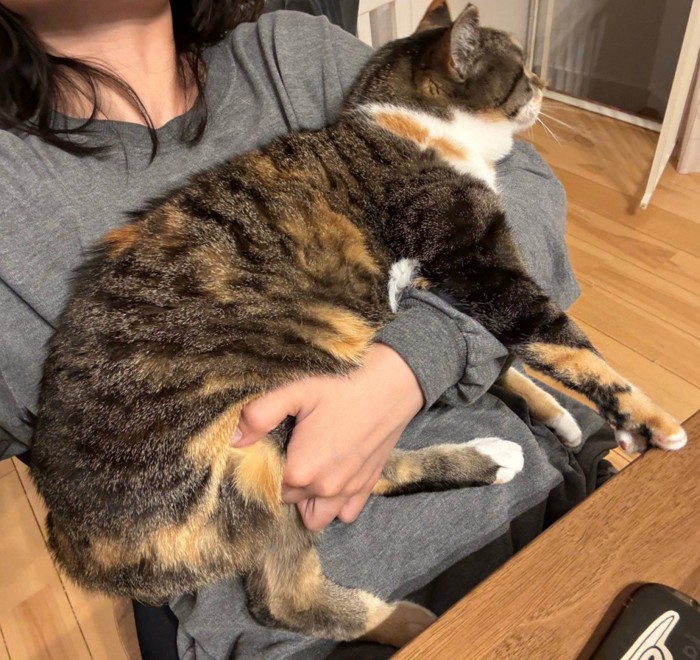 飼い主に乗る猫