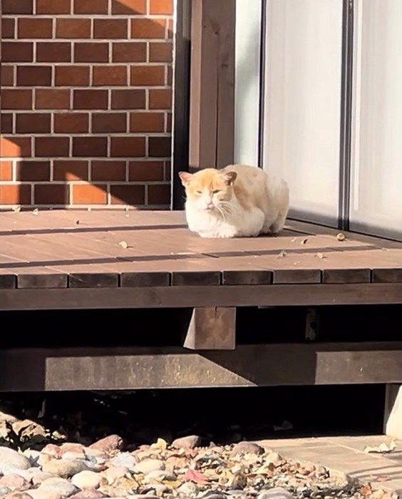テラスに座り込む猫