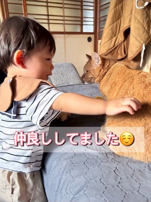 猫をなでる赤ちゃん