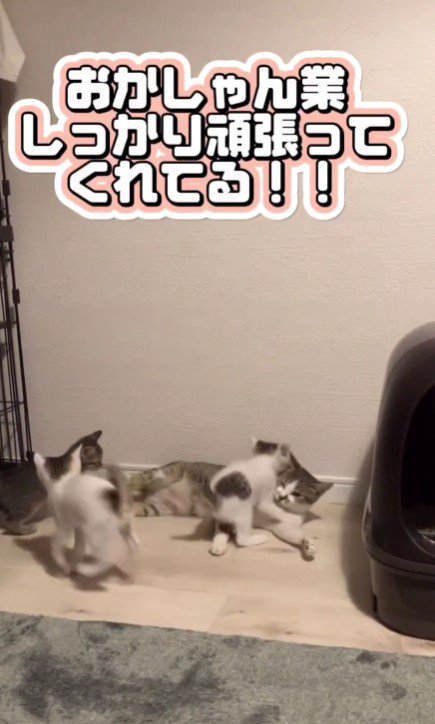 3匹の子猫と母猫