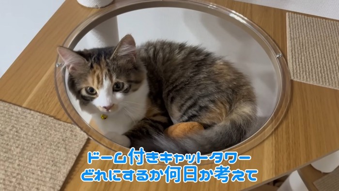 テロップ「ドームつきキャットタワー」