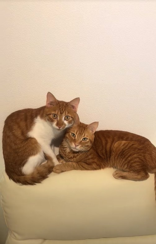 ソファの背もたれの上で手を繋いでいる2匹の猫