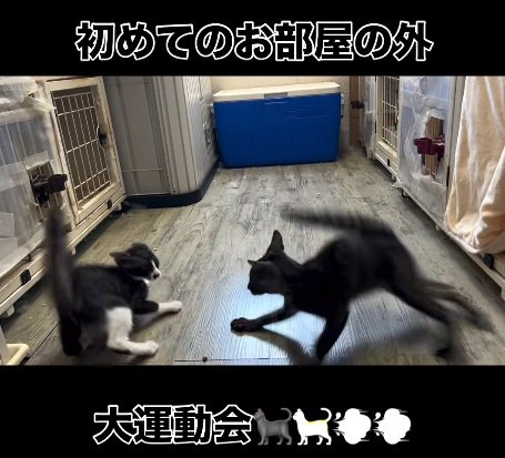 ヒートアップする2匹の猫