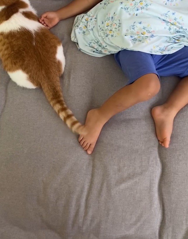 しっぽを左右に振る猫