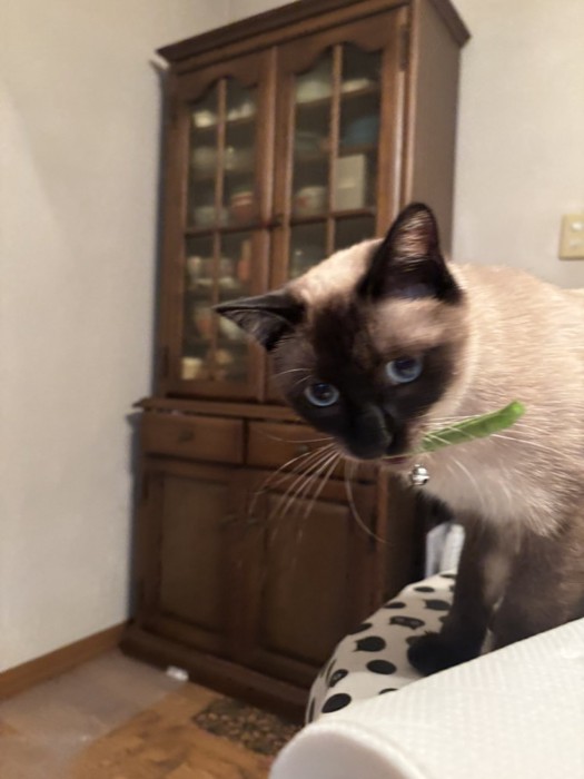 インゲンを運ぶおこげちゃん