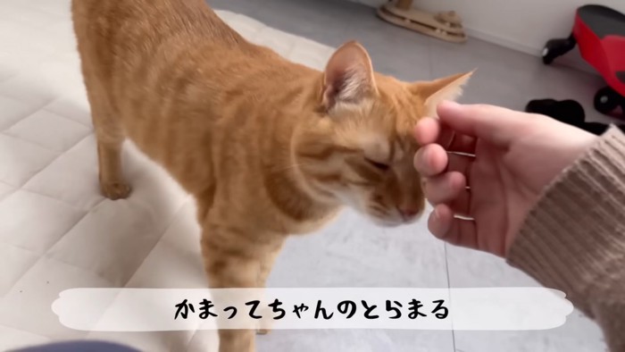 額をなでられる猫